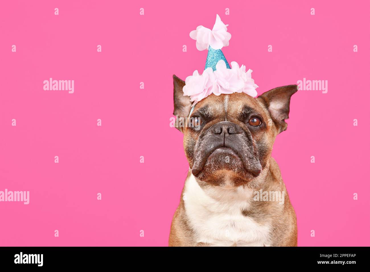 Fauve chien Bulldog français avec anniversaire chapeau de fête sur fond rose avec espace de copie Banque D'Images