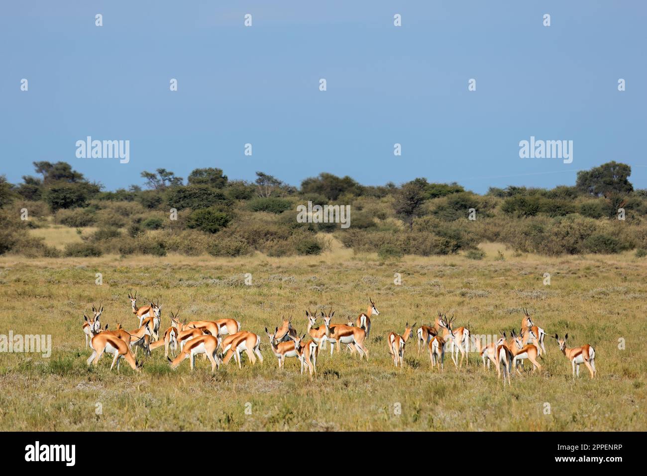 Troupeau d'antilopes de printemps (Antidorcas marsupialis) dans un habitat naturel, Afrique du Sud Banque D'Images