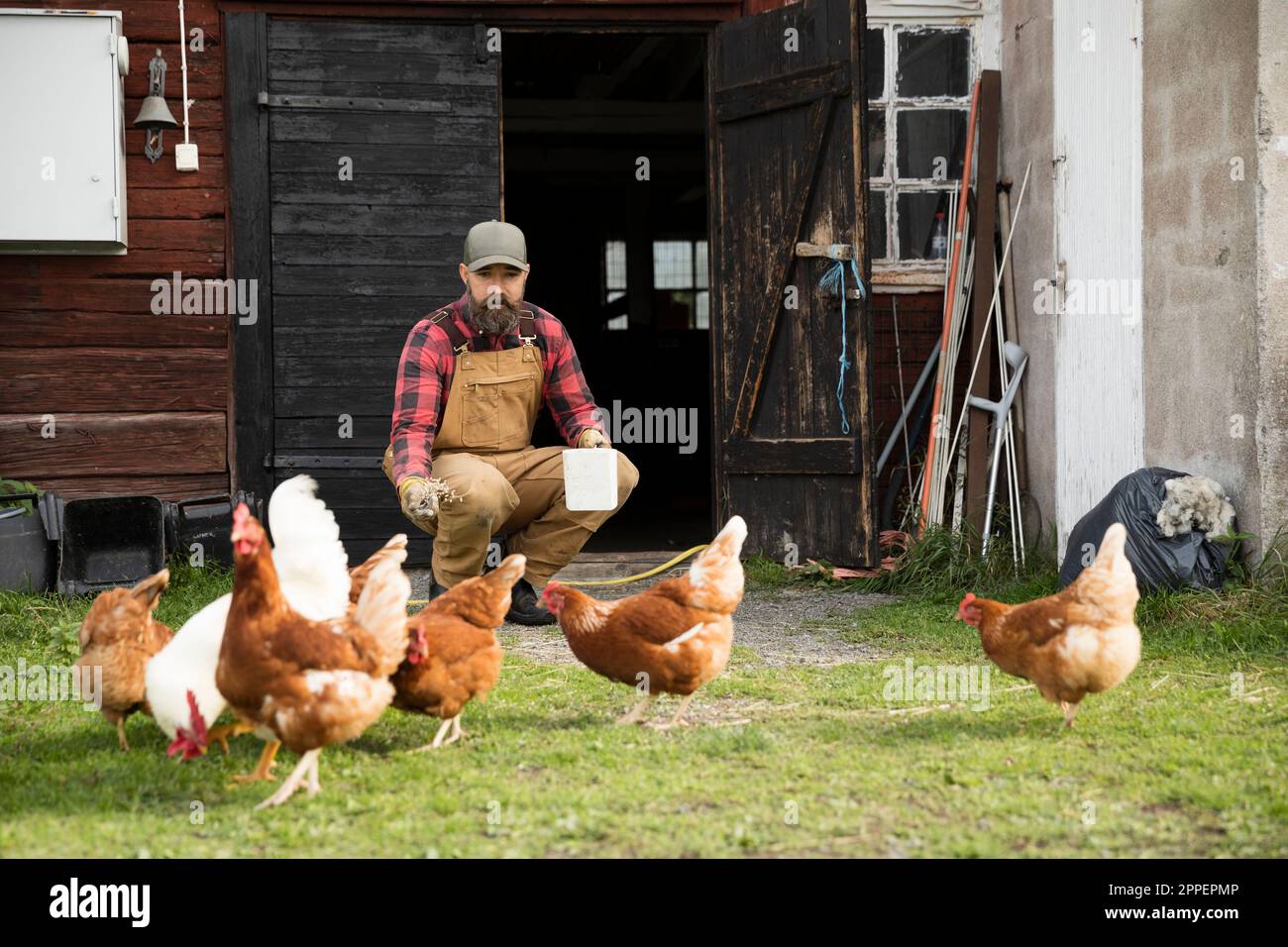 Mâle fermier nourrissant des poulets à l'extérieur Banque D'Images