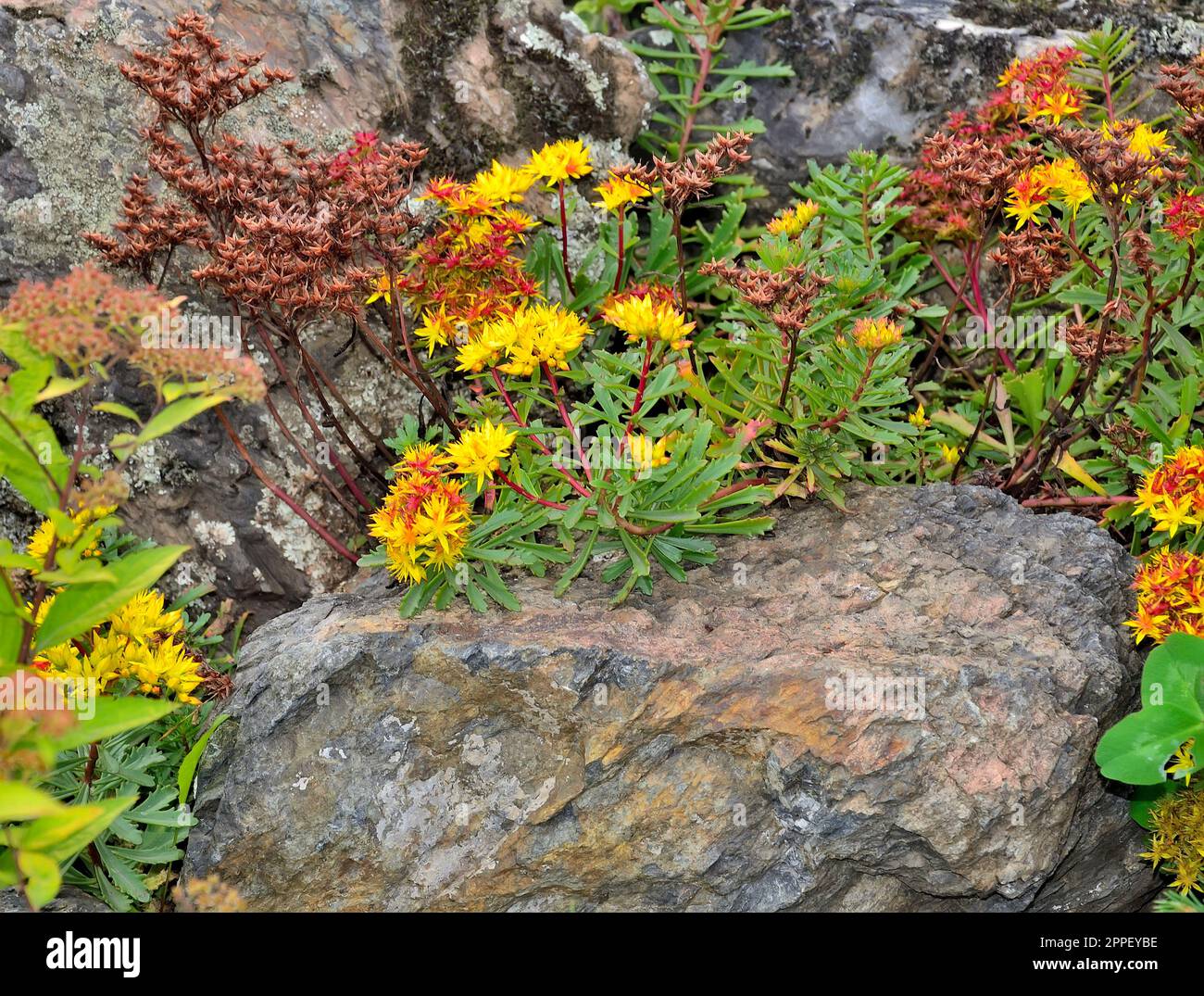 Fleur d'orange jaune de Sedum midendorfianum - Middendorf Stonecrop, une couverture succulente avec des feuilles dentelées dans le jardin d'été roPrès parmi les s. Banque D'Images