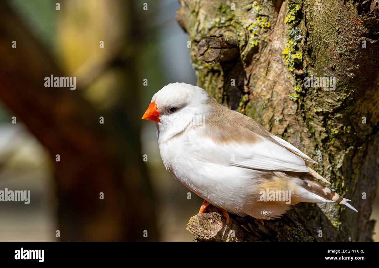 Zèbre blanc finch Taeniopygia dans la nature Banque D'Images