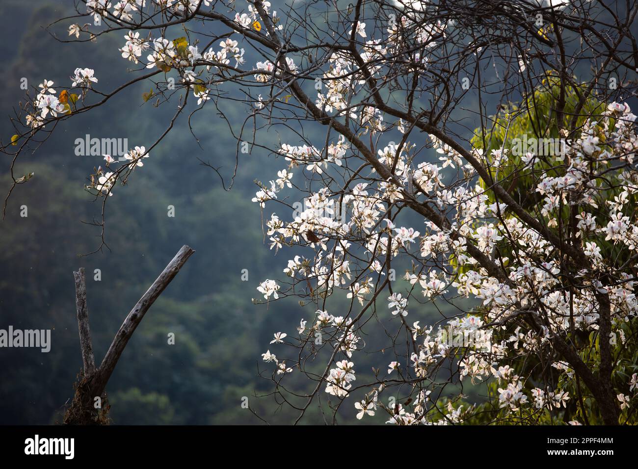 Fleurs blanches de Bauhinia variegata ou d'orchidées en été, pétales blancs lumineux contre les montagnes floues en arrière-plan. Concentrez-vous sur les pétales. Banque D'Images