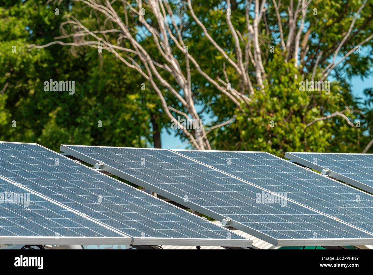 Panneaux solaires pour une production d'énergie verte et durable avec des érables en arrière-plan Banque D'Images