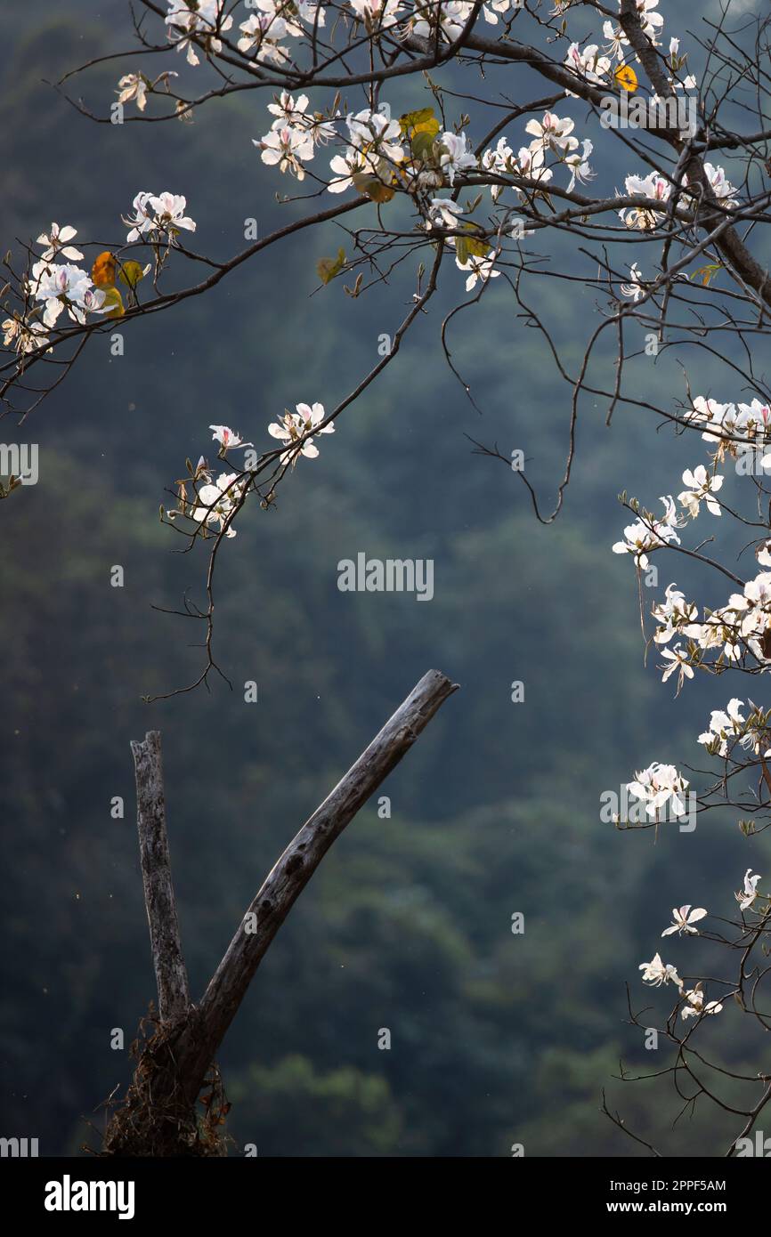 Fleurs blanches de Bauhinia variegata ou d'orchidées en été, pétales blancs lumineux contre les montagnes floues en arrière-plan. Concentrez-vous sur les pétales. Banque D'Images