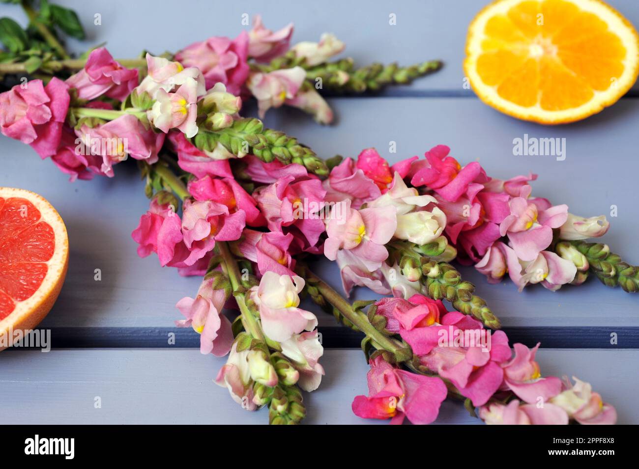 Un arrangement de branches de fleurs roses sur une table en bois violet à côté des agrumes. Banque D'Images