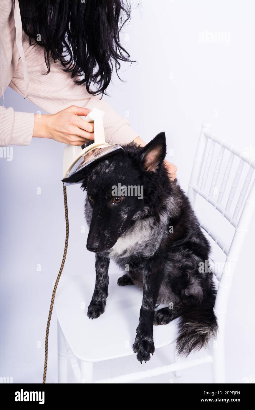 Chien Mudi avec fer électrique sur fond blanc. Le chien pose tout en  faisant des travaux ménagers Photo Stock - Alamy