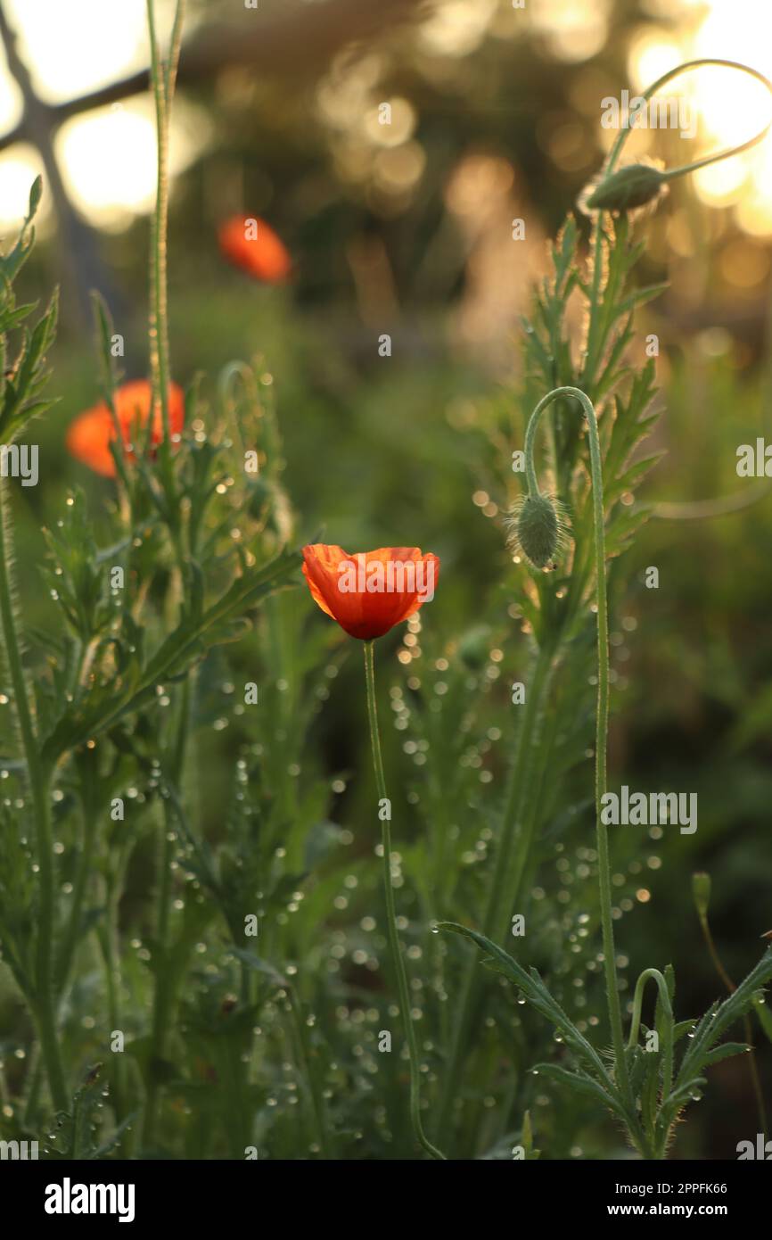 Plantes de pavot rouge couvertes de gouttes de rosée à l'extérieur le matin Banque D'Images