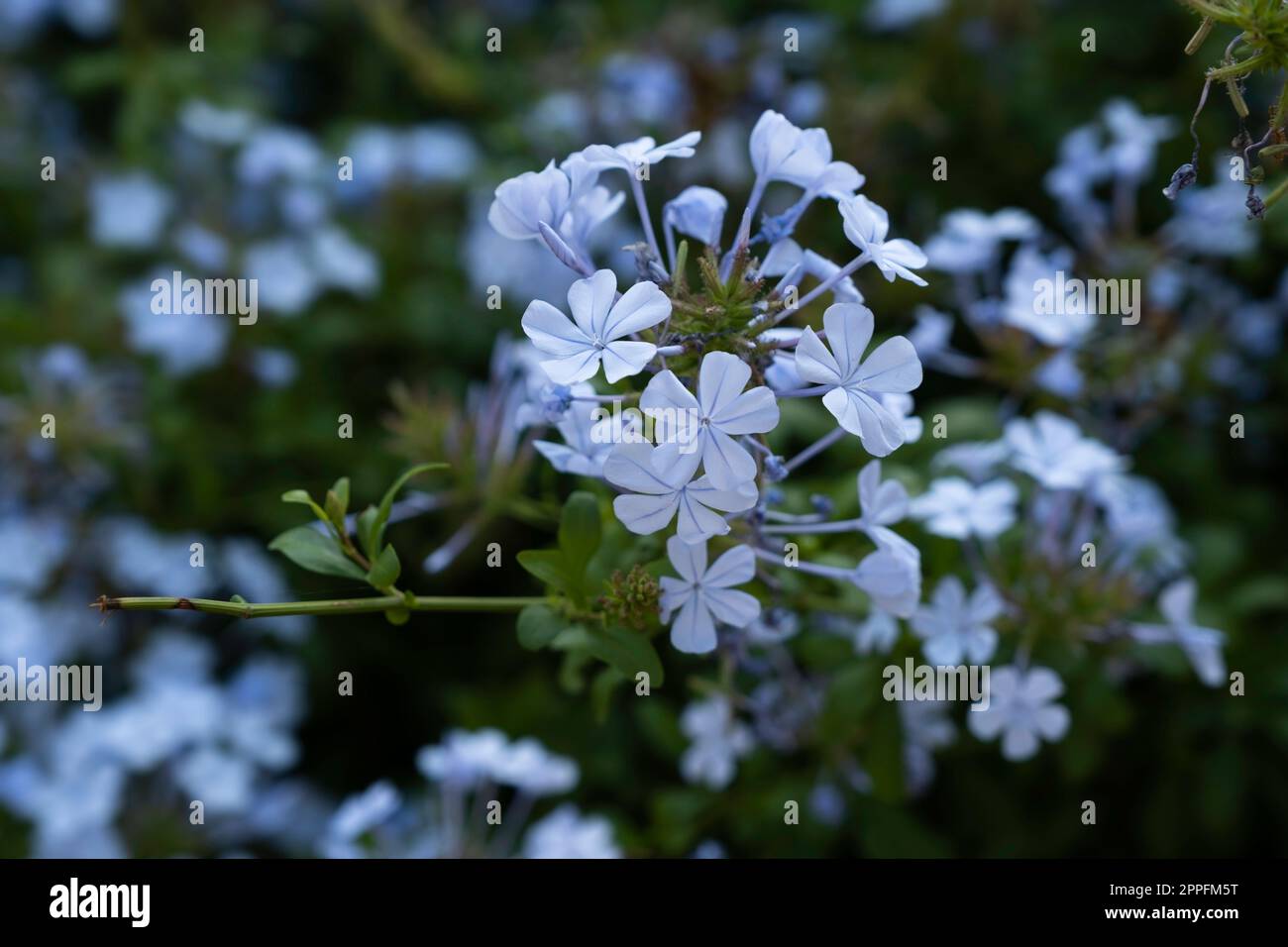 Fleurs de Plumbago auriculata, de cape leadwort ou de plumbago bleu dans un jardin. Faible profondeur de champ Banque D'Images