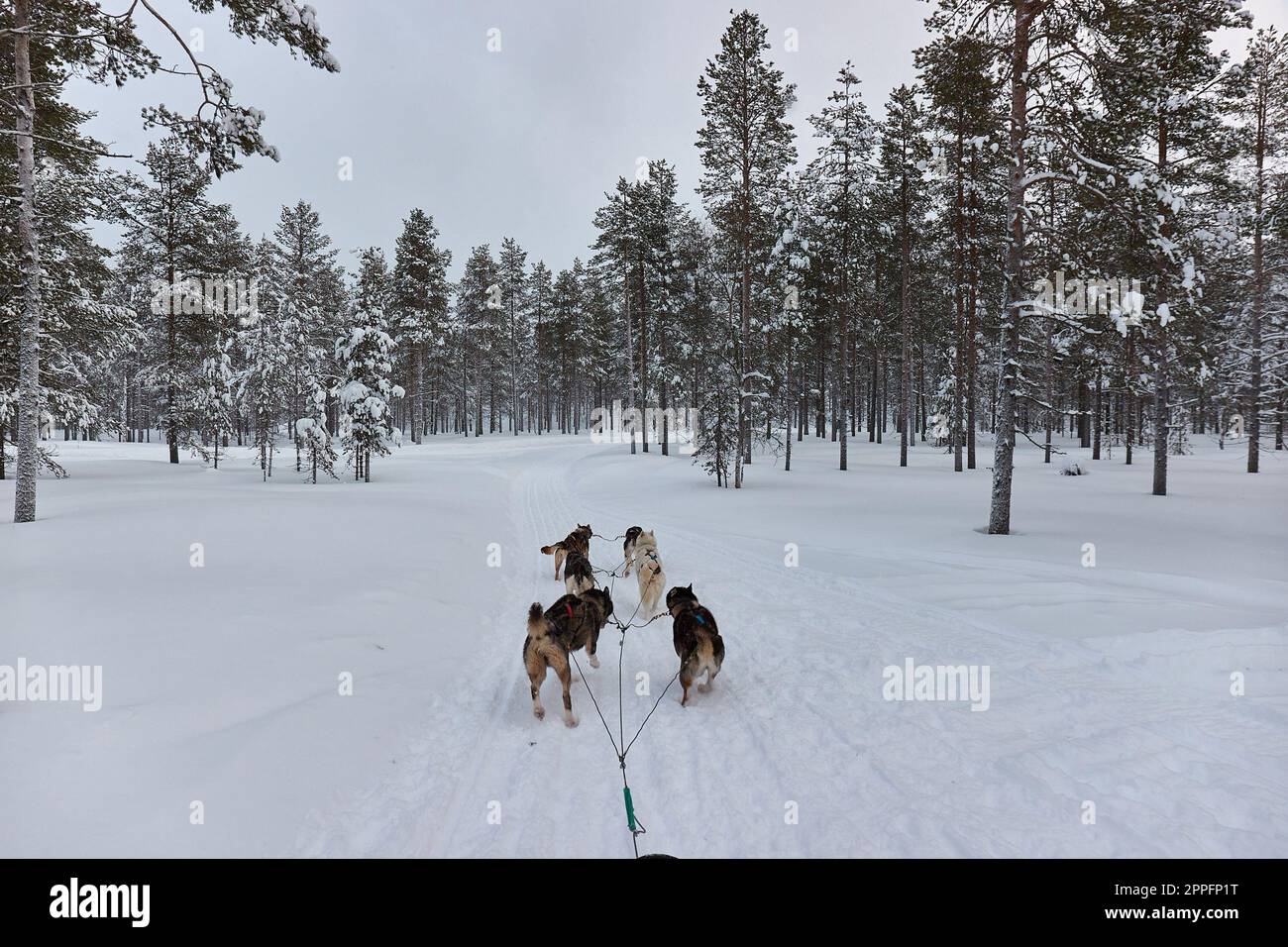 Promenade en traîneau à chiens en hiver dans la forêt arctique Banque D'Images