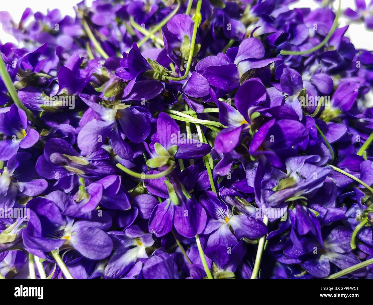 beaucoup de fleurs violettes colorées au printemps Banque D'Images
