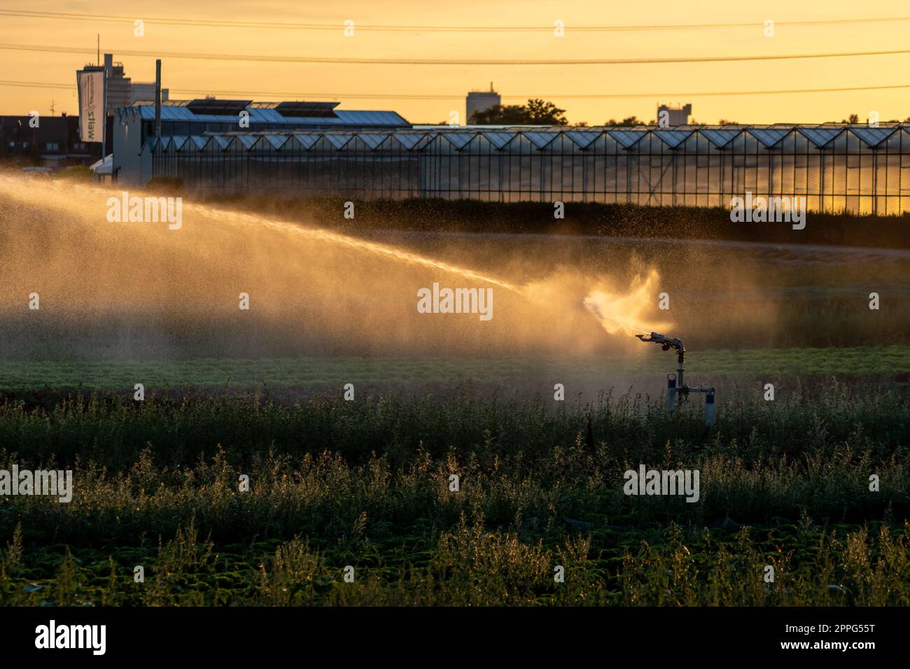 Un système d'irrigation agricole est nécessaire en raison de l'été chaud et de la sécheresse causée par le changement climatique menace l'agriculture et l'industrie agricole avec un temps sec et aucune pluviométrie ne gonfle la récolte des prix des cultures Banque D'Images