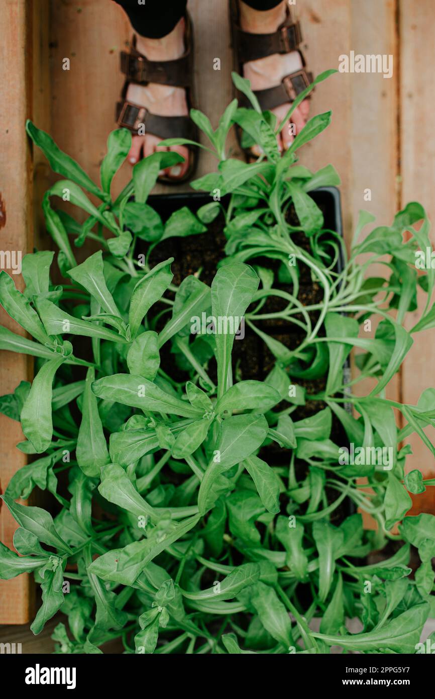 Jeunes calendula pantalon de fleur sur le point d'être transplanté Banque D'Images