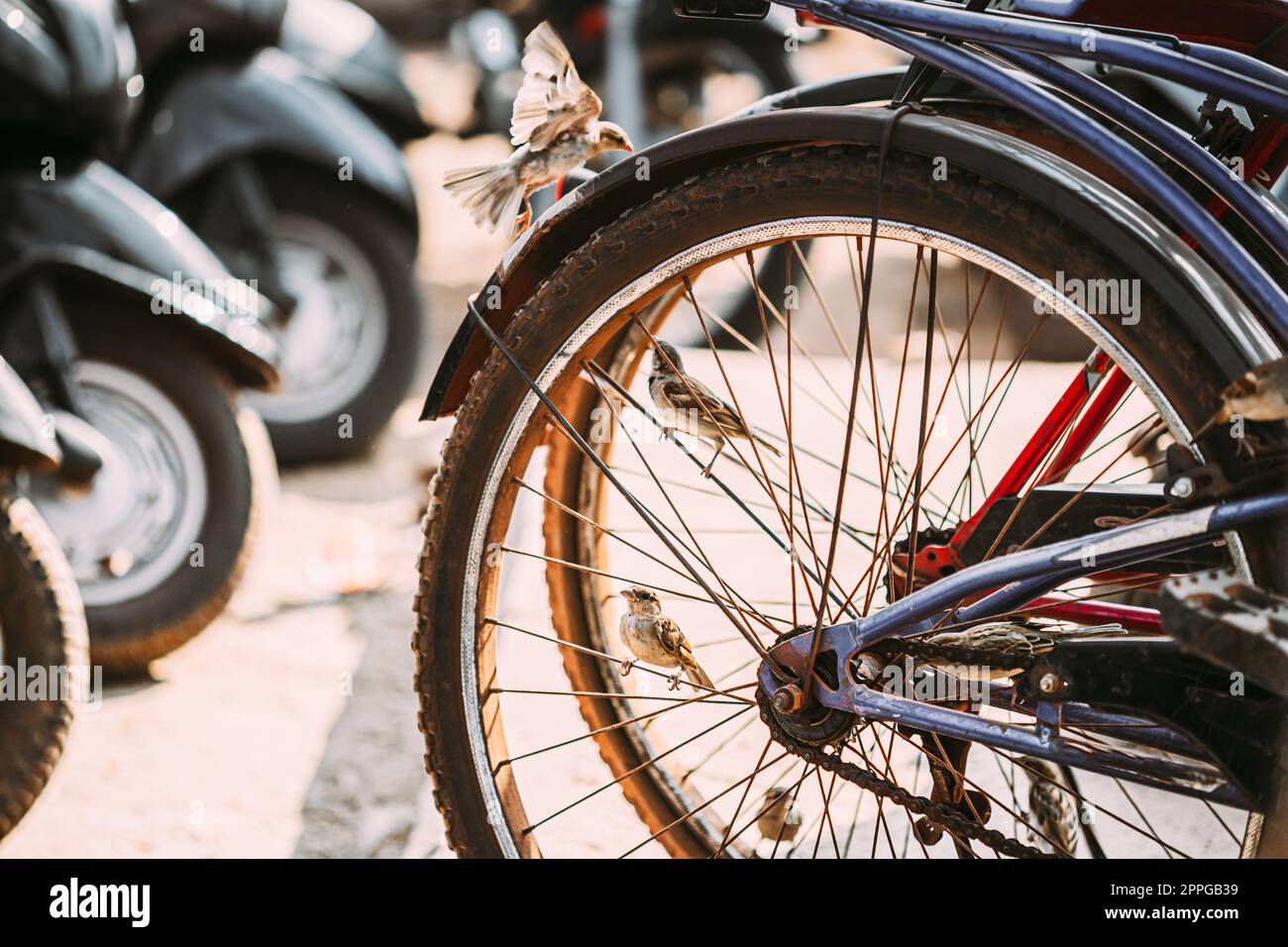 Goa, Inde. Gros plan de la roue de vélo sur la rue Banque D'Images