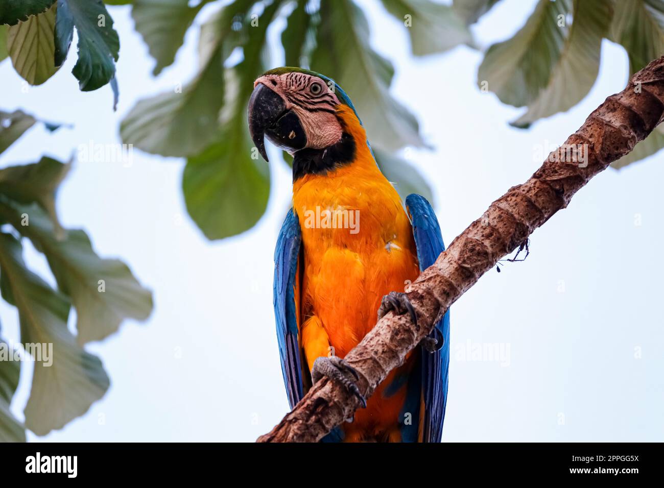 Gros plan d'une macaw bleu et jaune en voie de disparition assise sur un tronc d'arbre, face à la caméra, San Jose do Rio Claro, Mato Grosso, Brésil Banque D'Images