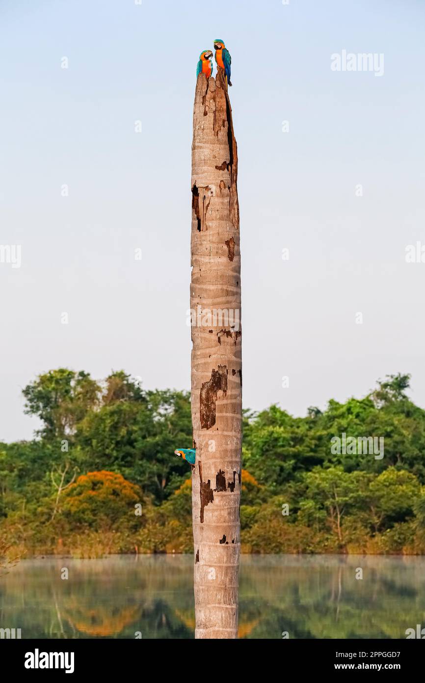 Grand palmier dans un lagon amazonien avec brouillard matinal et aras bleu et jaune, une macaw qui donne sur un trou d'arbre, Brésil Banque D'Images