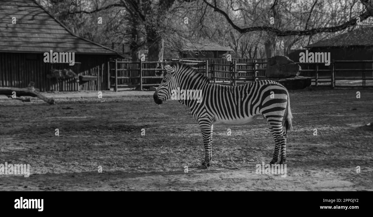 Varsovie Zoo Zebra Banque D'Images