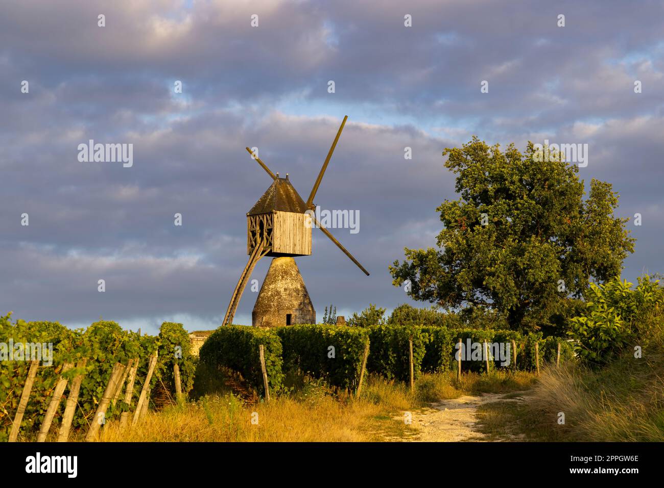 Moulin de la Tranchee et vignoble près de Montsoreau, pays de la Loire, France Banque D'Images