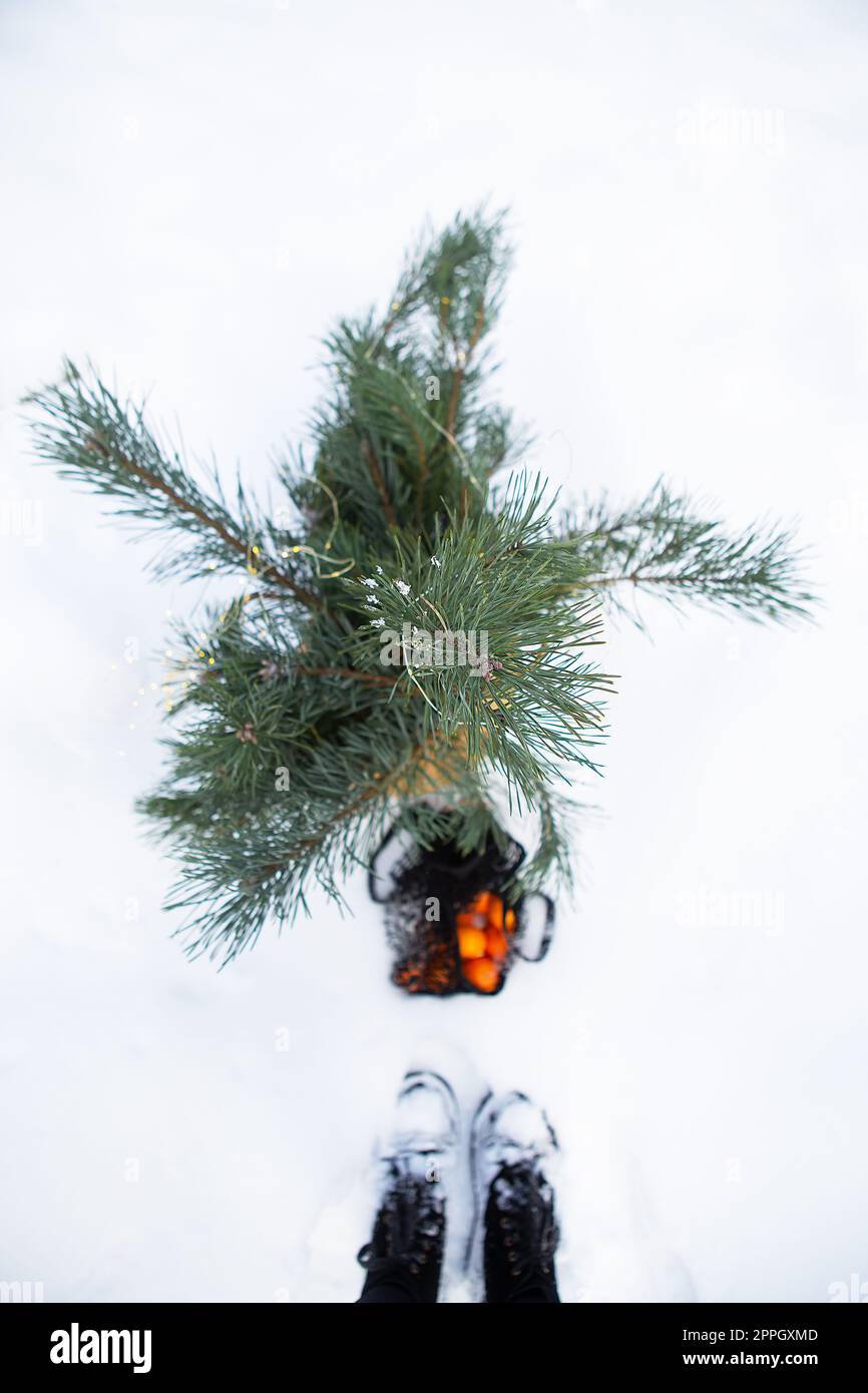 Mandarines orange qui se trouvent dans un sac de ficelle dans la neige dans la forêt avec un panier dans lequel les branches de pin. Vue d'en haut. Banque D'Images