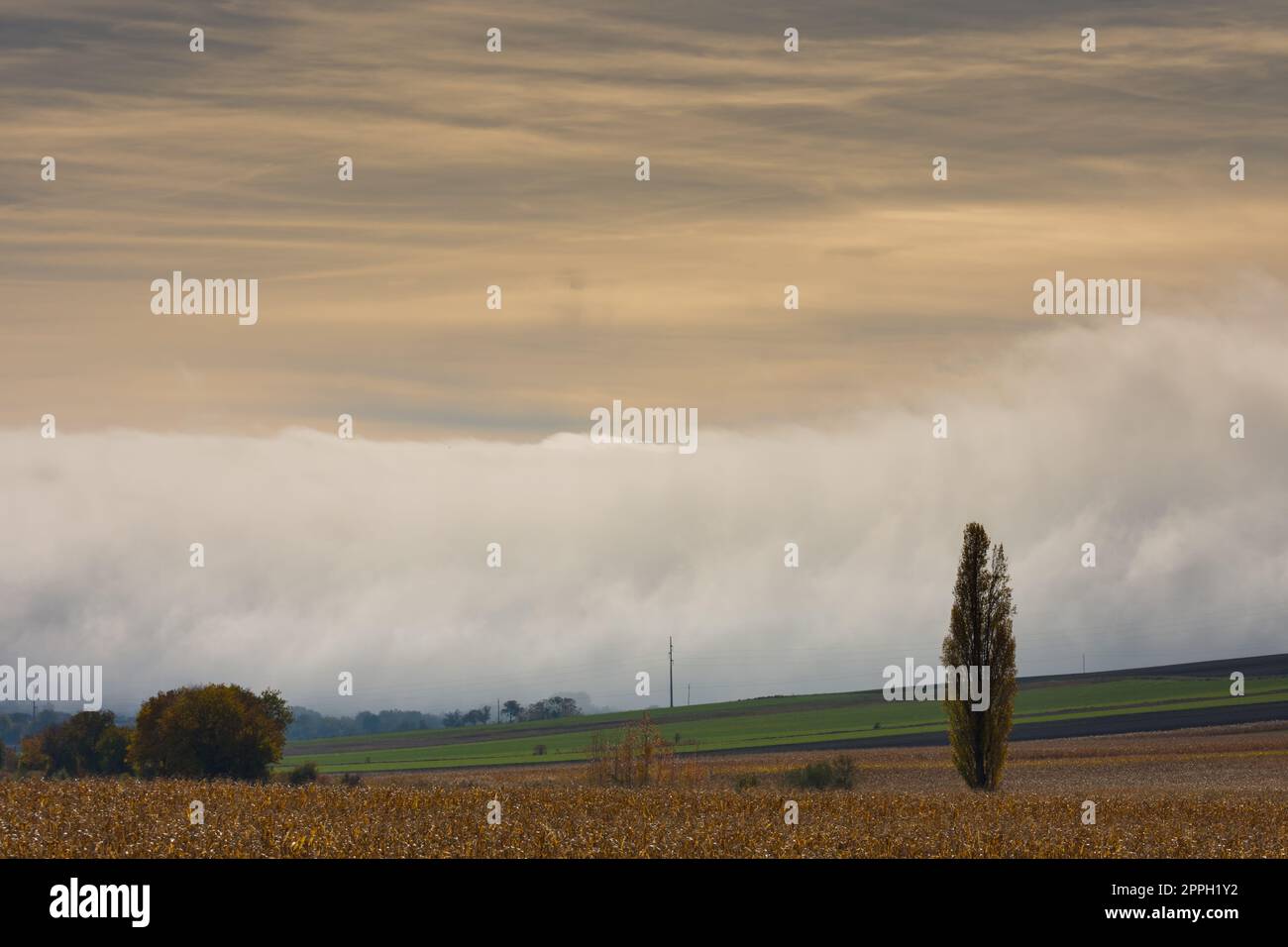 champs et arbres avec un mur dense de brouillard blanc sur le sol au coucher du soleil Banque D'Images