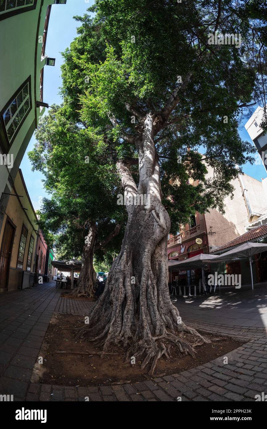 SANTA CRUZ, ÎLES CANARIES, ESPAGNE - 28 OCTOBRE 2022 : rues commerçantes dans la partie historique de la ville. Au premier plan se trouve un ficus géant. Objectif Fisheye. Banque D'Images
