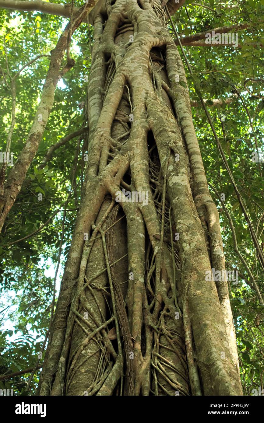 Des racines surcultivées étranglent un arbre dans la jungle près de Siem Reap, au Cambodge. Banque D'Images