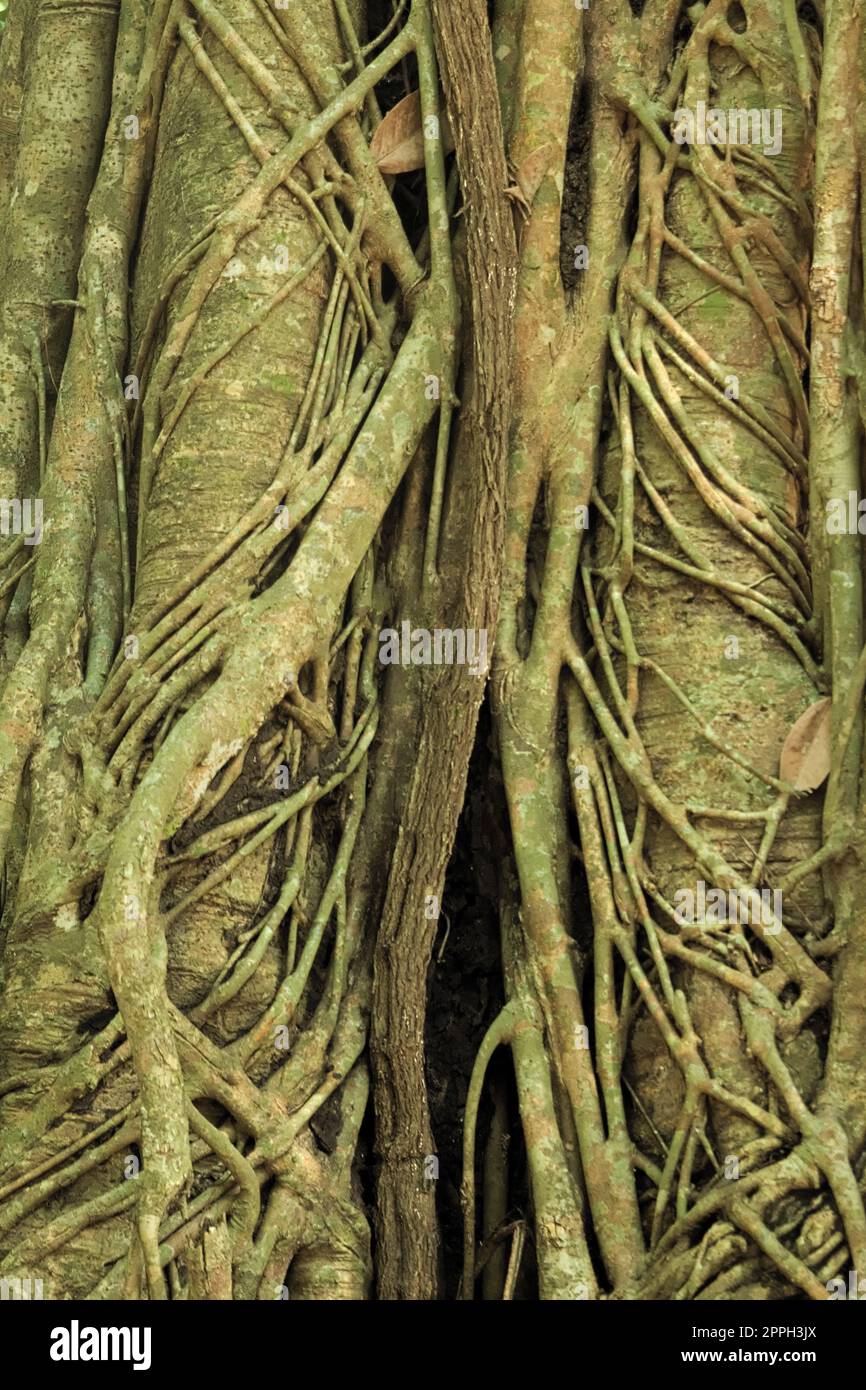 Des racines surcultivées étranglent un arbre dans la jungle près de Siem Reap, au Cambodge. Banque D'Images
