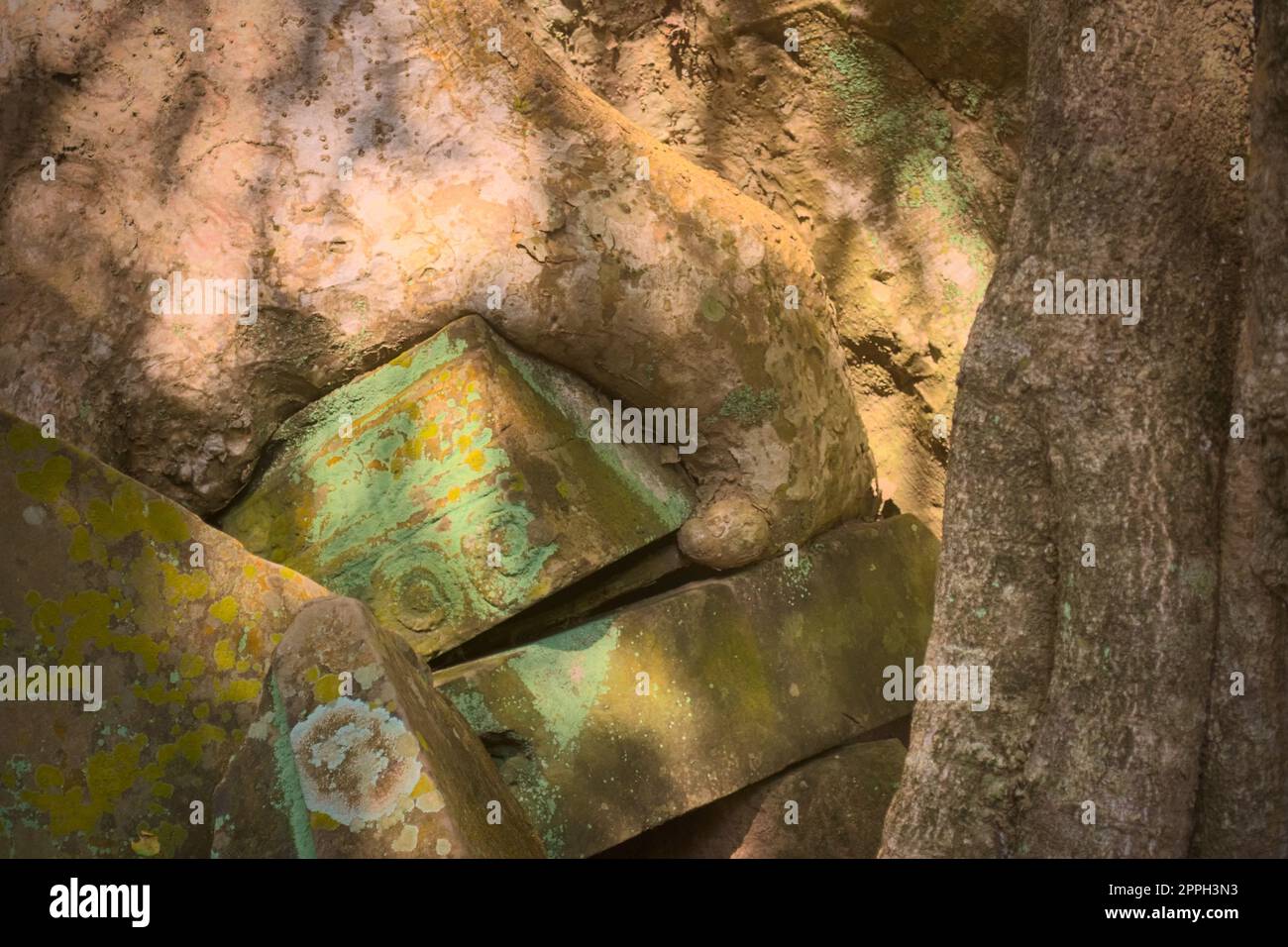 Bloc de pierre piégé sous des racines cultivées dans les ruines du temple de Ta Prohm, situé dans le complexe d'Angkor Wat près de Siem Reap, au Cambodge. Banque D'Images