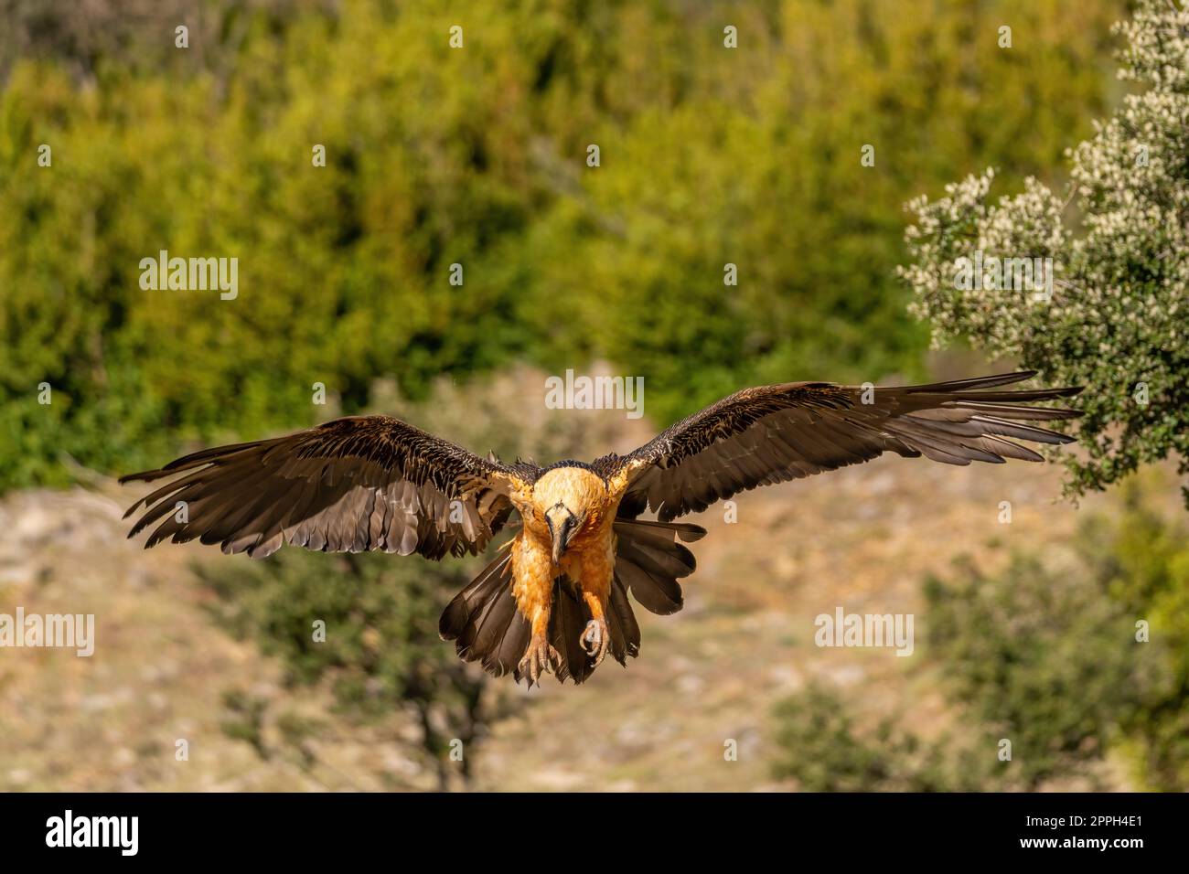 L'ancienne Vulture à barbe survole avec un arrière-plan hors foyer Banque D'Images