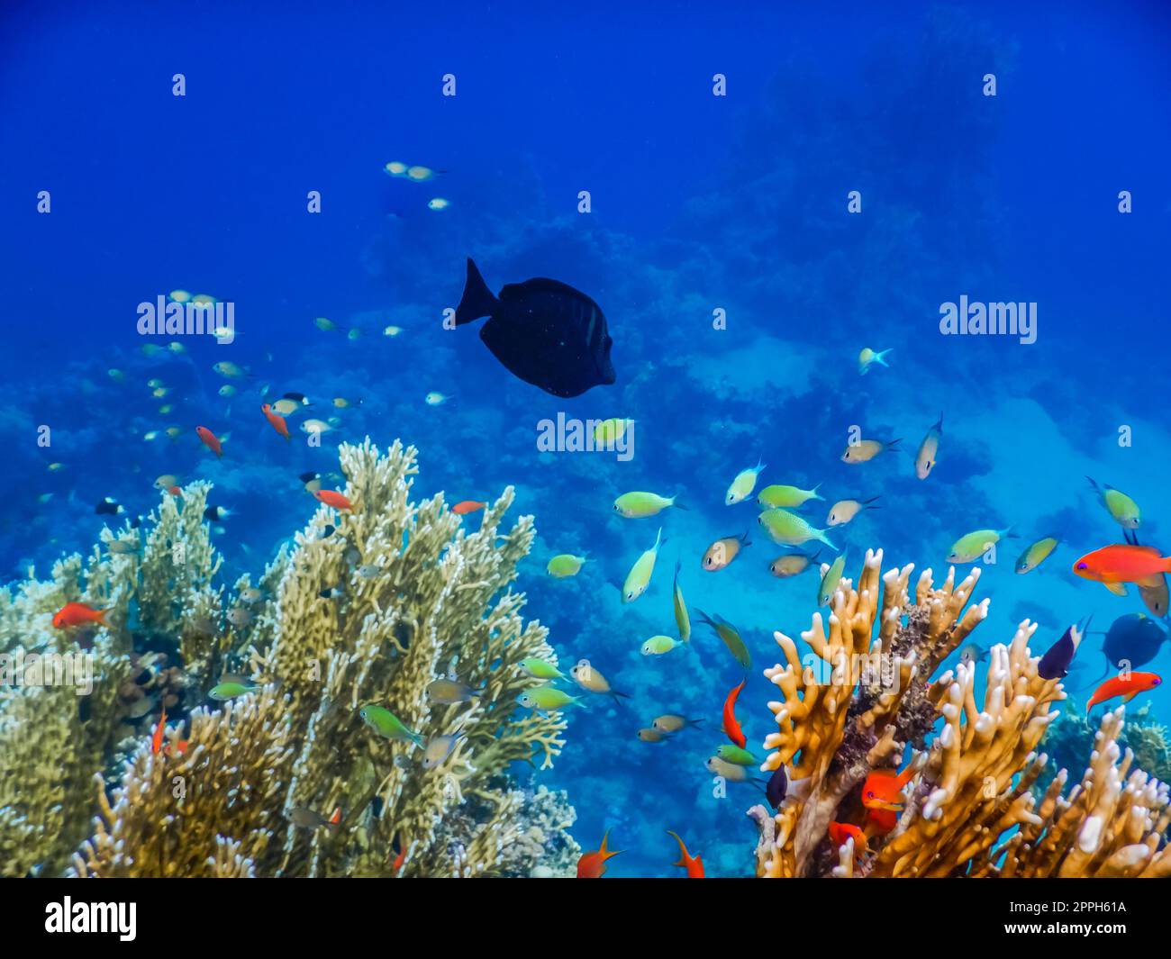 eau bleue et petits poissons colorés aux coraux Banque D'Images