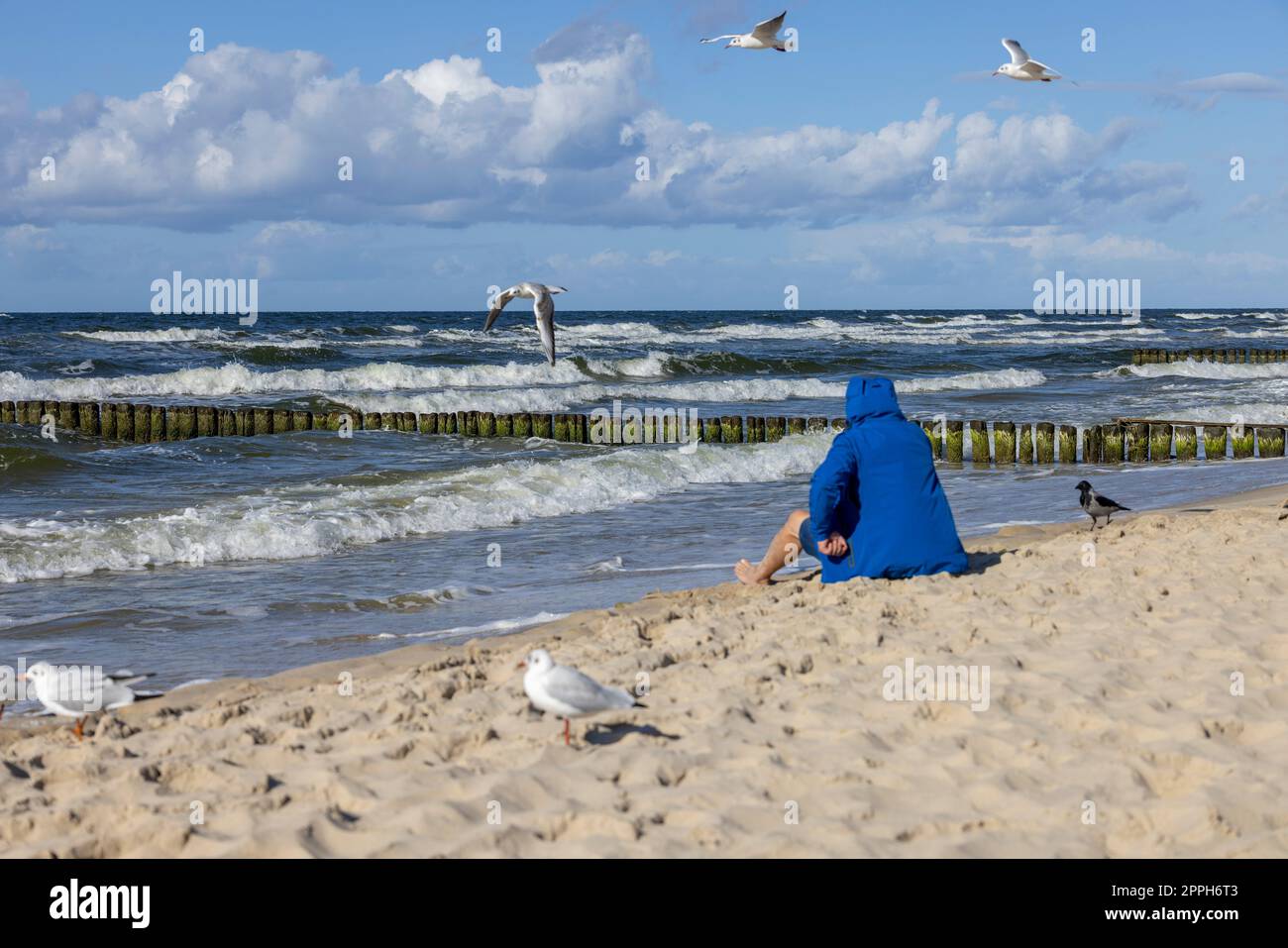 Un homme portant une veste bleue assis sur la plage de sable, des mouettes volant au-dessus de sa tête, mer Baltique, Miedzyzdroje, Pologne Banque D'Images