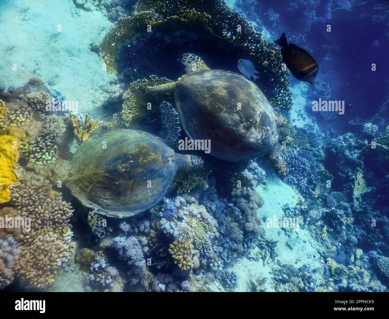 deux tortues de mer vertes mangeant sur le sol entre les coraux dans la mer rouge Banque D'Images