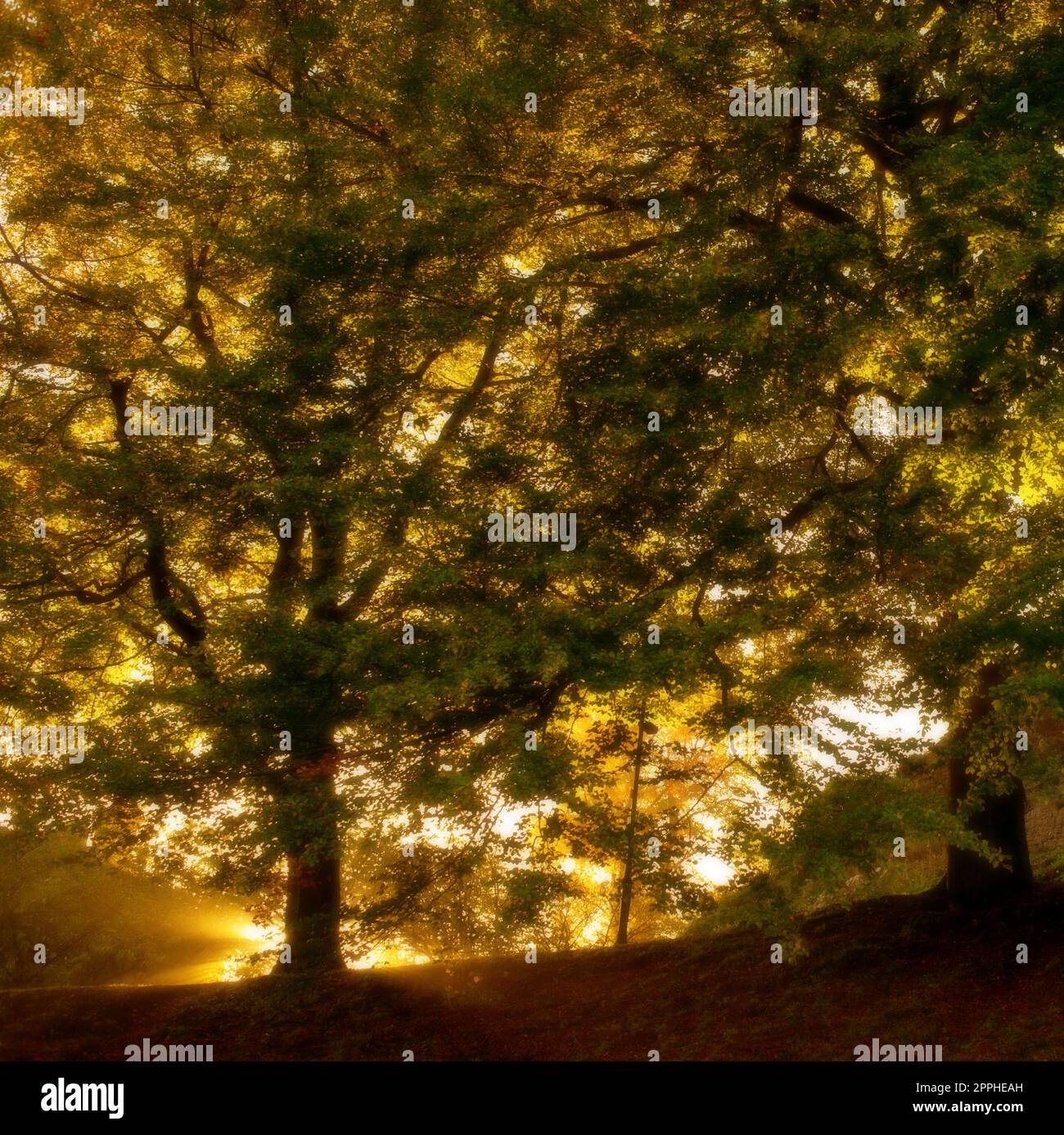 Arbre d'automne rétroéclairé dans le domaine du château de Clitheroe, Ribble Valley, Lancashire, Royaume-Uni. Banque D'Images