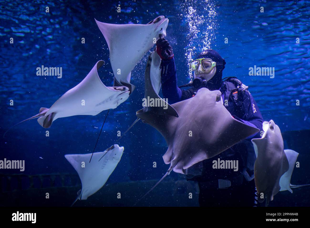 Le plongeur nourrit le poisson-chat dans un aquarium Banque D'Images