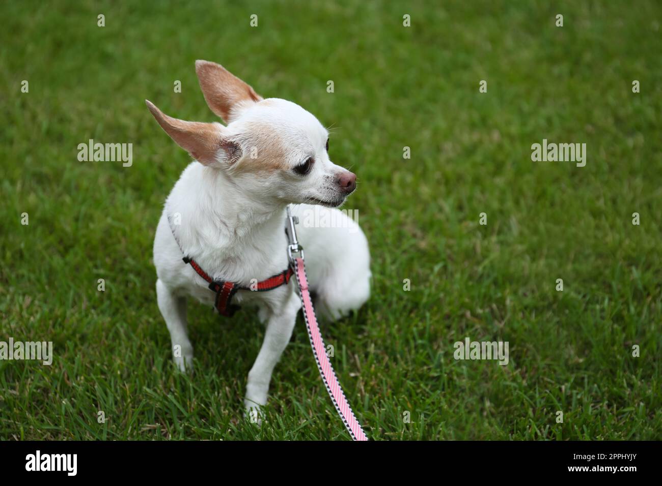 Mignon petit Chihuahua avec laisse sur l'herbe verte en plein air. Chien marchant Banque D'Images