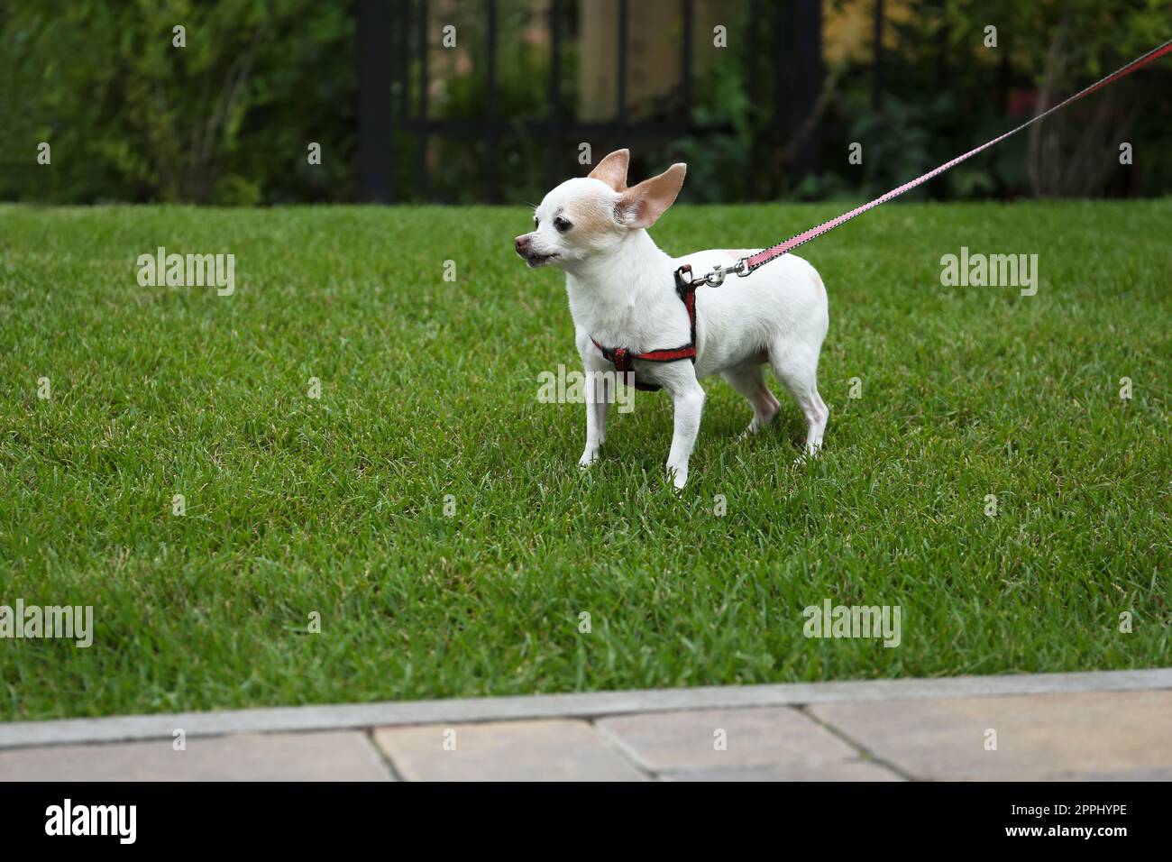 Mignon petit Chihuahua avec laisse sur pelouse verte à l'extérieur. Chien marchant Banque D'Images