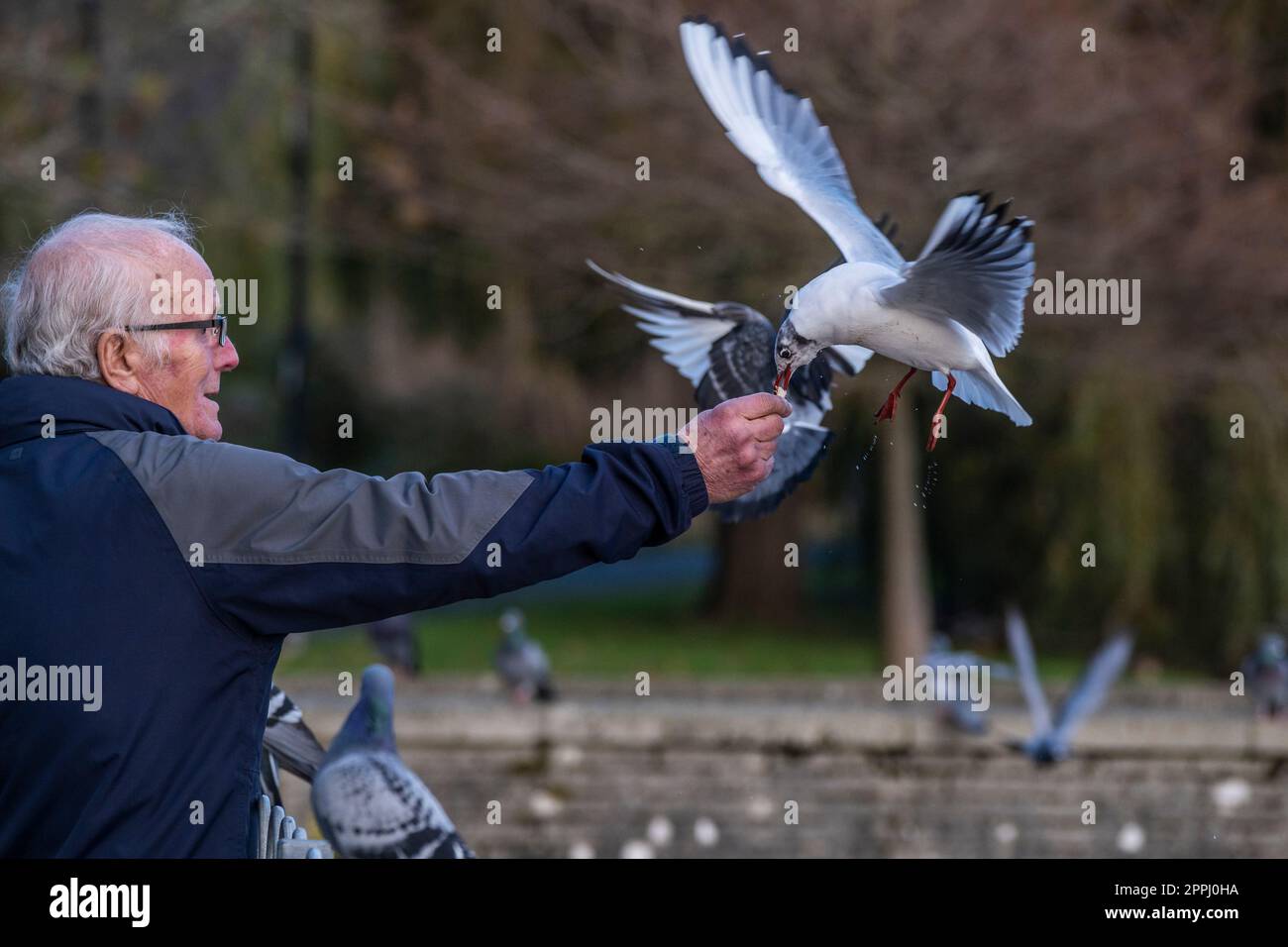 Un homme mature qui nourrit un Gull à tête noire Chericocephalus ridibundus dans un parc de Newquay, en Cornouailles, au Royaume-Uni. Banque D'Images