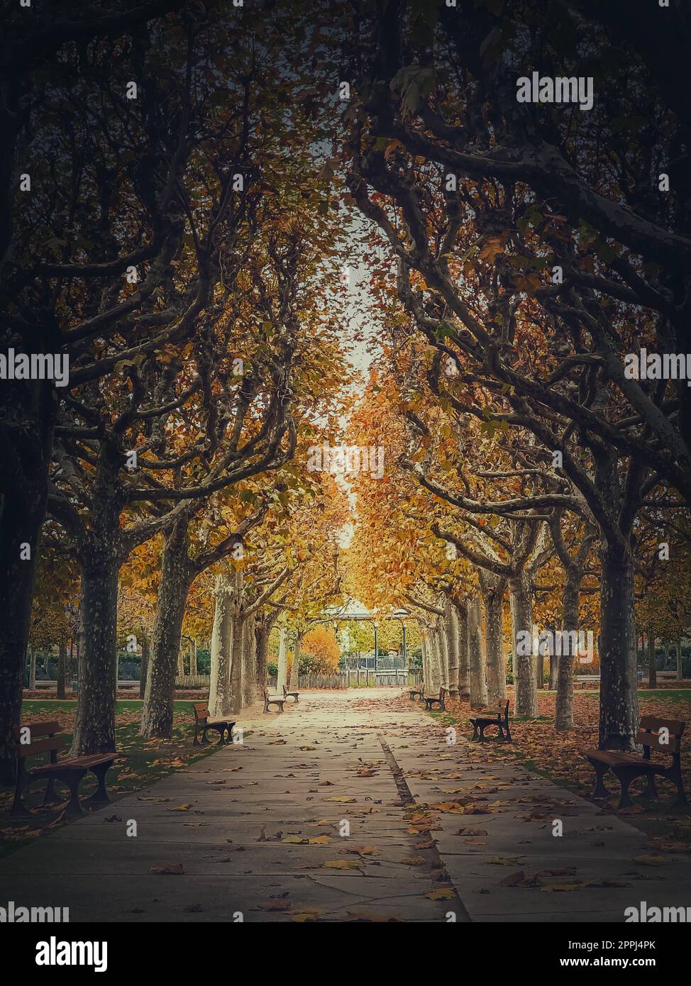 Belle matinée dans le parc d'automne avec allée dorée des sycomore. Scène de la saison d'automne Banque D'Images