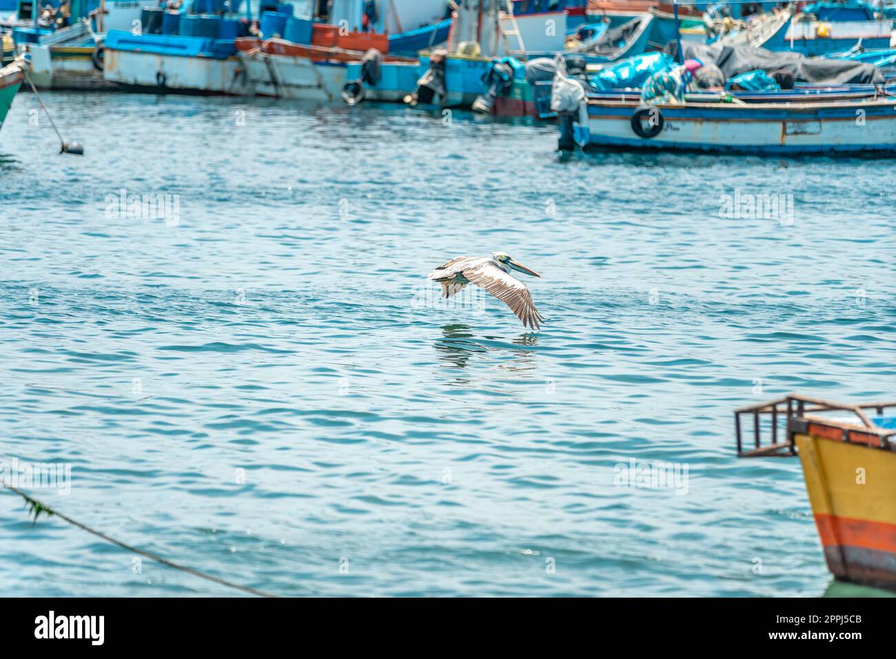Un pélican survole l'océan à proximité des bateaux de pêche Banque D'Images