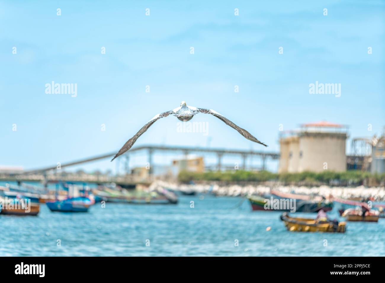 un mouette survole l'océan près d'un port de pêche Banque D'Images