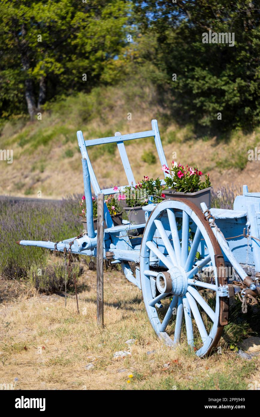chariot en bois bleu avec lavandes Banque D'Images