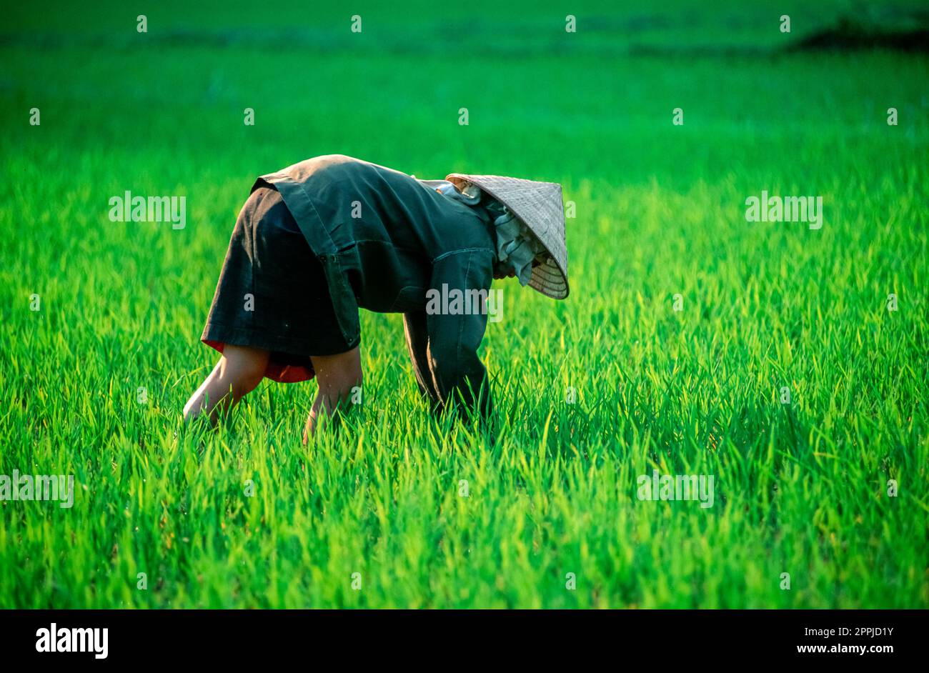 Diapositive numérisée d'une photographie en couleur historique de la récolte de riz par des femmes méconnues dans un champ de riz au nord du Vietnam Banque D'Images