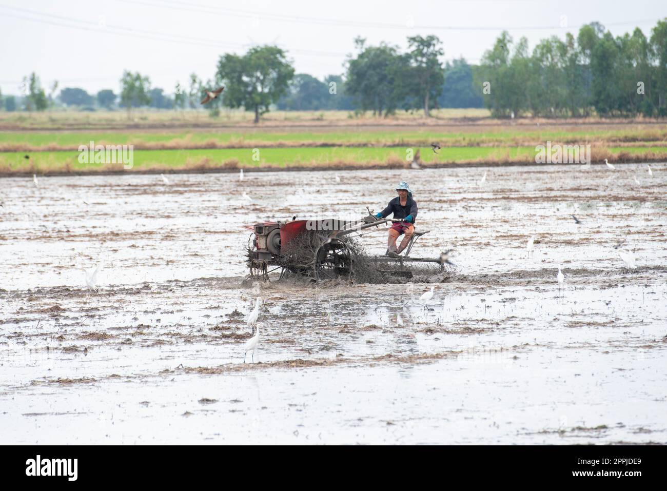 THAÏLANDE LOPBURI AGRICULTURE RIZICULTURE Banque D'Images