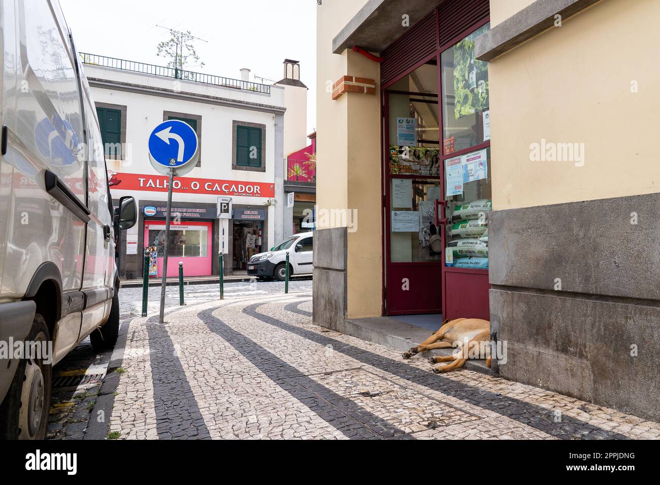 Les chiens endormis se trouvent à l'entrée du marché de Funchal. Banque D'Images