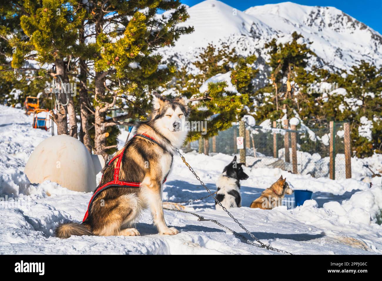 Chiens Huskey assis sur la neige, attendant de tirer traîneau, Andorre, Pyrénées Banque D'Images