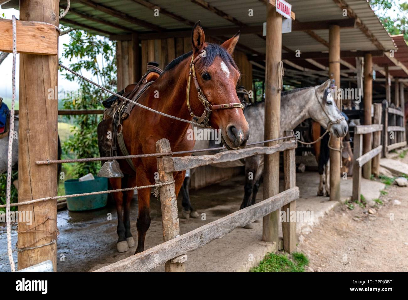 chevaux dans une écurie sur une ferme Banque D'Images