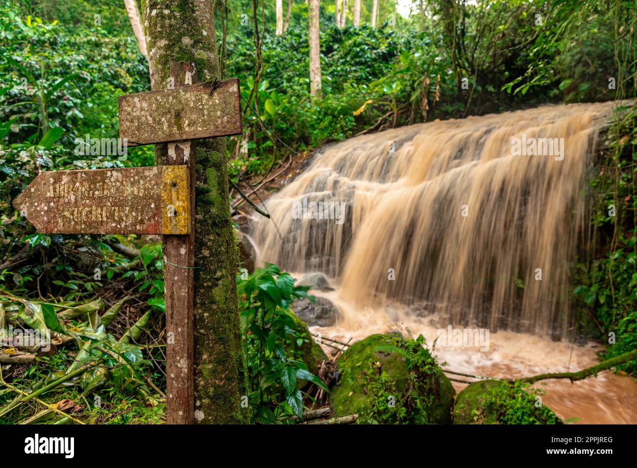 cascade avec eau de pluie dans la forêt tropicale Banque D'Images