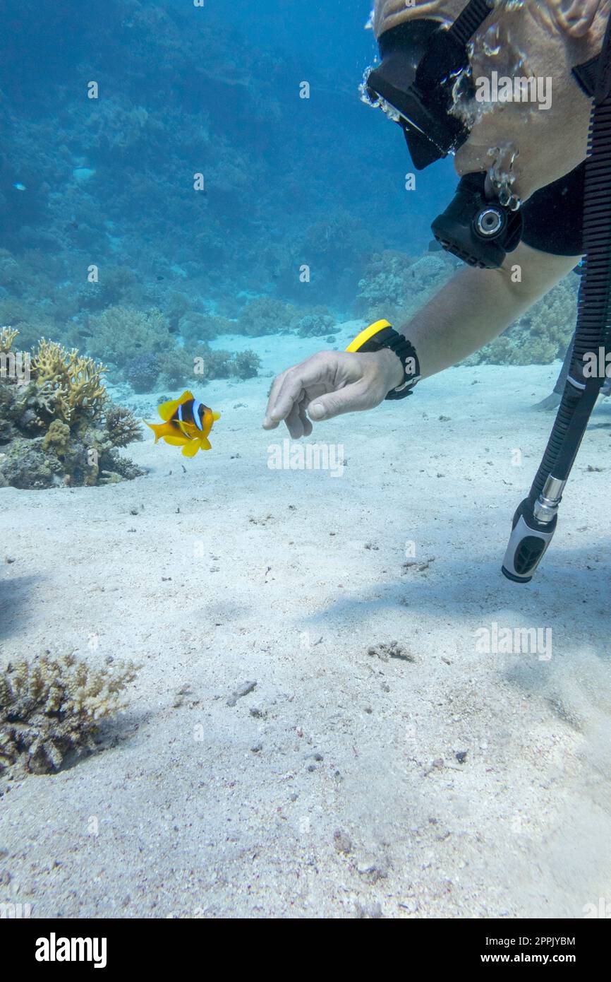 Plongée autonome au-dessus d'un récif de corail coloré et d'anemonefish, paysage sous-marin Banque D'Images