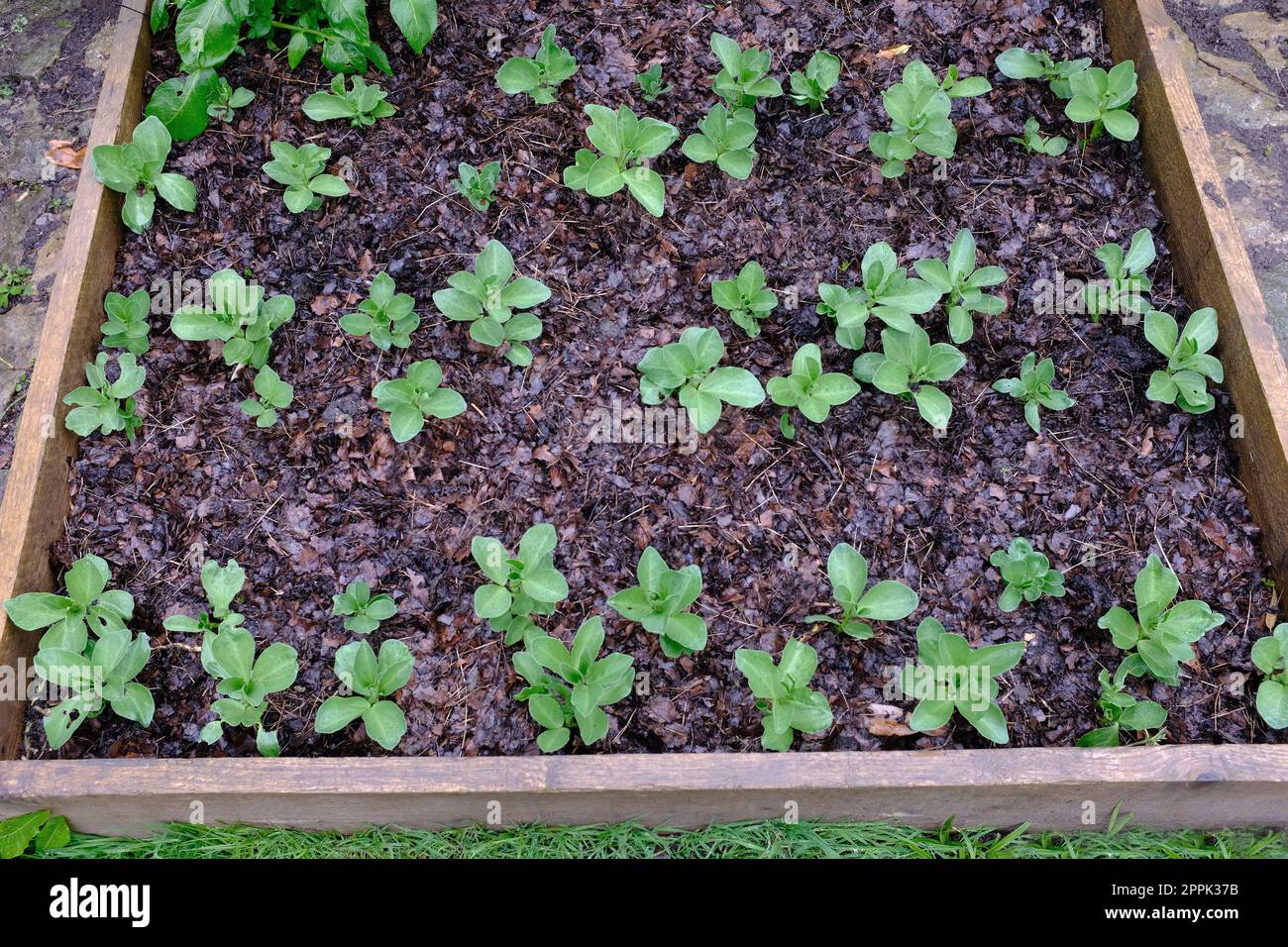 Jeunes plants de haricots larges poussant dans un lit surélevé avec un paillis de moisissure de feuilles, moisissure. Banque D'Images