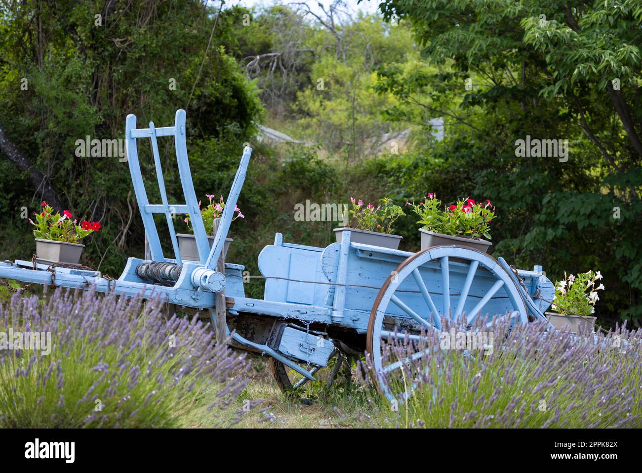Chariot en bois bleu avec lavandes en Provence, France Banque D'Images