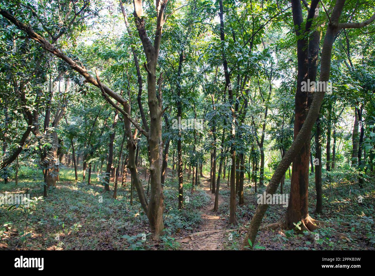 Forêt naturelle arbres verts dans le jardin botanique Banque D'Images